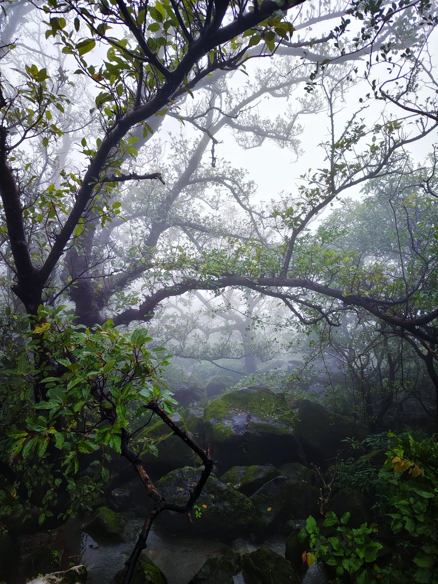 KartikBarad03's tweet image. ઉચ્ચ મસ્તકે જમીનને પકડી રાખી...
#girnar 
#datar 
#Jungle