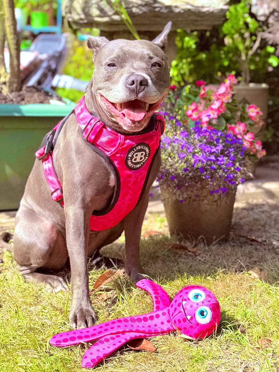 Isa Mary (@isamary2021) on Twitter photo I love my new pink octopus I bought from <a href="/petsfoodbank/">Pet Foodbank Service</a> pop up shop this morning. I had a fab time seeing all my friends there. It was a pleasure to give them all kisses 😘🩷🩷🩷 #IsaMary #CuteDogs #Mwah I love my new pink octopus I bought from <a href="/petsfoodbank/">Pet Foodbank Service</a> pop up shop this morning. I had a fab time seeing all my friends there. It was a pleasure to give them all kisses 😘🩷🩷🩷 #IsaMary #CuteDogs #Mwah