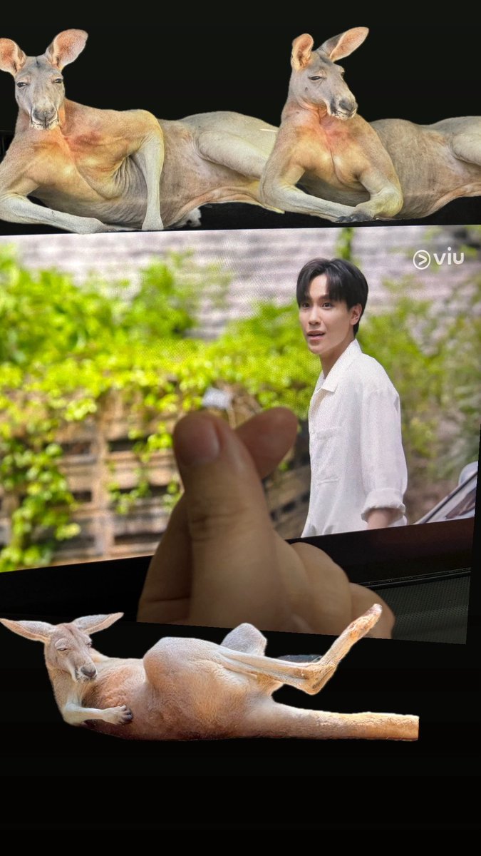 เห็นพี่แล้วหนูอยากเป็นจิงโจ้เขาเขียวเลยค่ะ  🫠🫠#MyMagicProphecyEP5