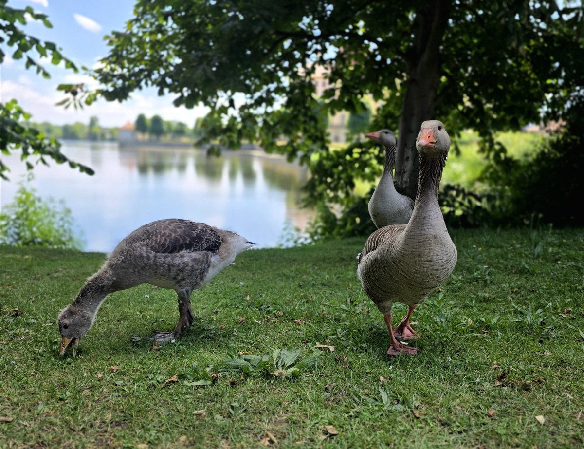 yoshi1509's tweet photo. natürlich Schön... erst posieren, dann vauchen.

Heute haben wir ein Foto für dich
#Natur #nature #gans #Photography #Fotografie #tiere #model #natürlichschön #Wildlife https://t.co/bKil95qg4u