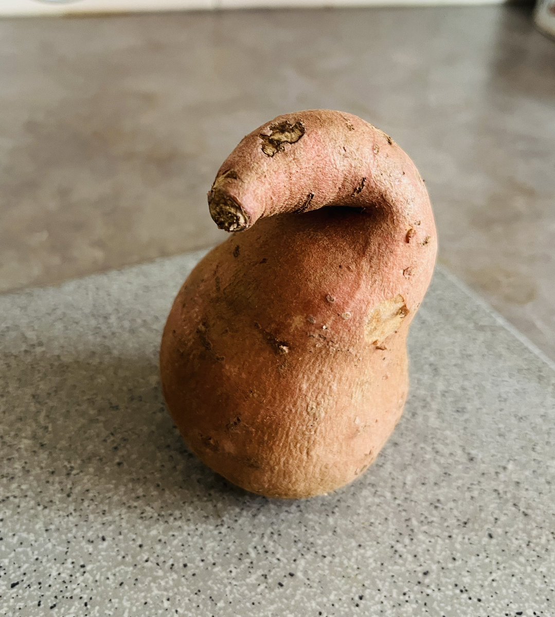 Maggie Gordon-Walker (@mgordonwalker) on Twitter photo Sweet potato dinosaur. Lesser spotted. Sweet potato dinosaur. Lesser spotted.
