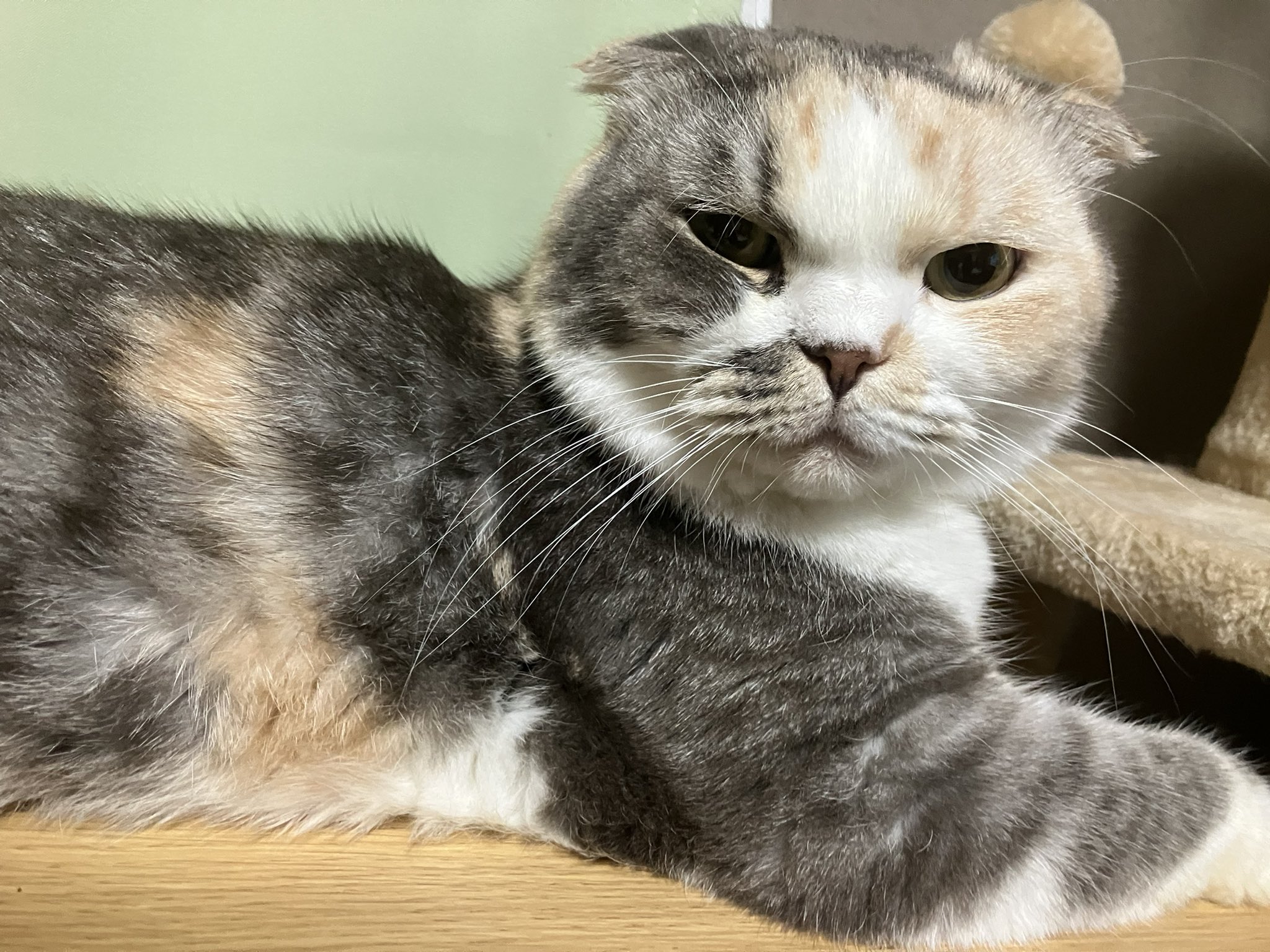 ぴろねこ シナダ SHINADA ぬいぐるみ もちねこ クロ(XL) MONE-0880B