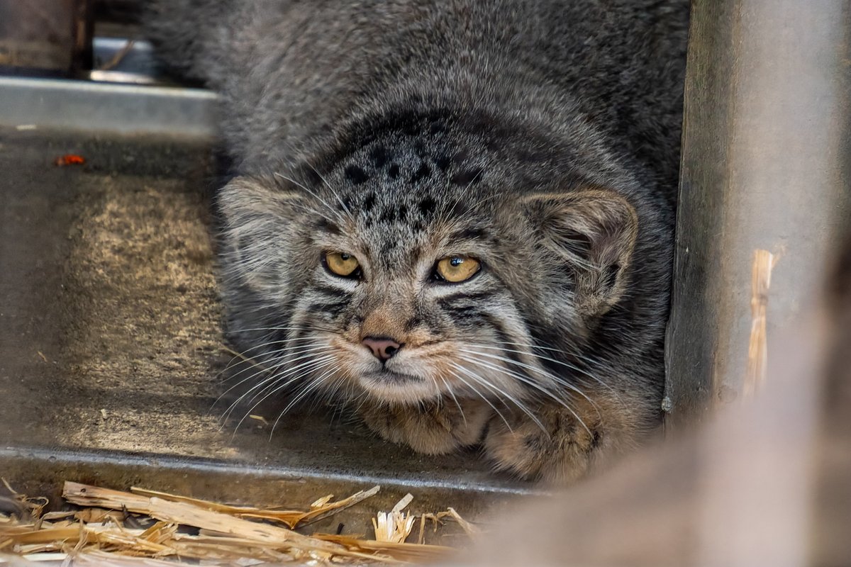 pas_manul's tweet image. 東山動物園のコマヌルにお会いして来ました!
この子は生後3か月にしてなかなかの貫禄!
大物になる予感...
#マヌルネコ #コマヌル
#pallascat #minul
#東山動植物園