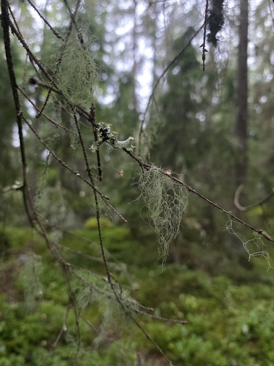 Tuoksuu sateella ihanalta. 
Puhdas metsä. 🤍