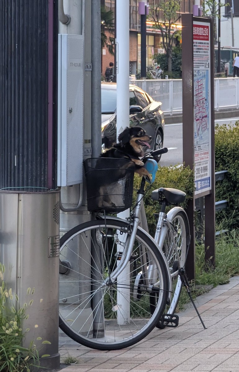 insideDimamind's tweet image. Одна из самых милых моих уличных фотографий. Заметил, как японец на велике остановился у магазина и ненадолго отошёл, пока в корзинке его ждало вот это чудо:) 

Такие фотки заставляют улыбаться даже в самые тяжёлые деньки.