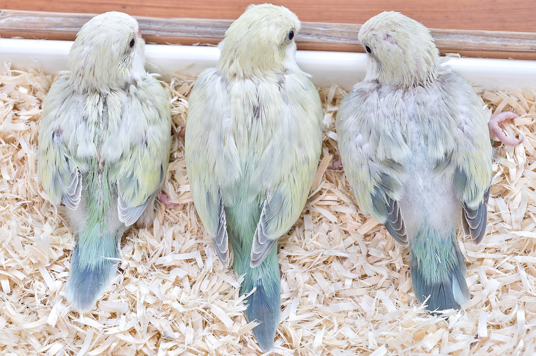 PARAKEET (@TokyoParakeet) / X