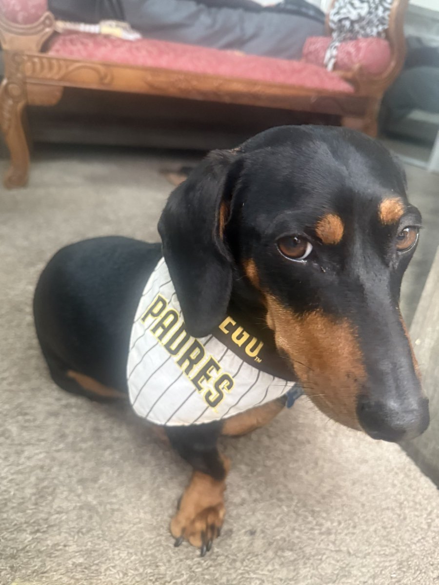Julsa69's tweet photo. My Padre is ready for @Padres  game today! @LFGSDPadres #ForTheFaithful Padre is a true fan like his owner! @DonOrsillo https://t.co/1LKG6nFUrC