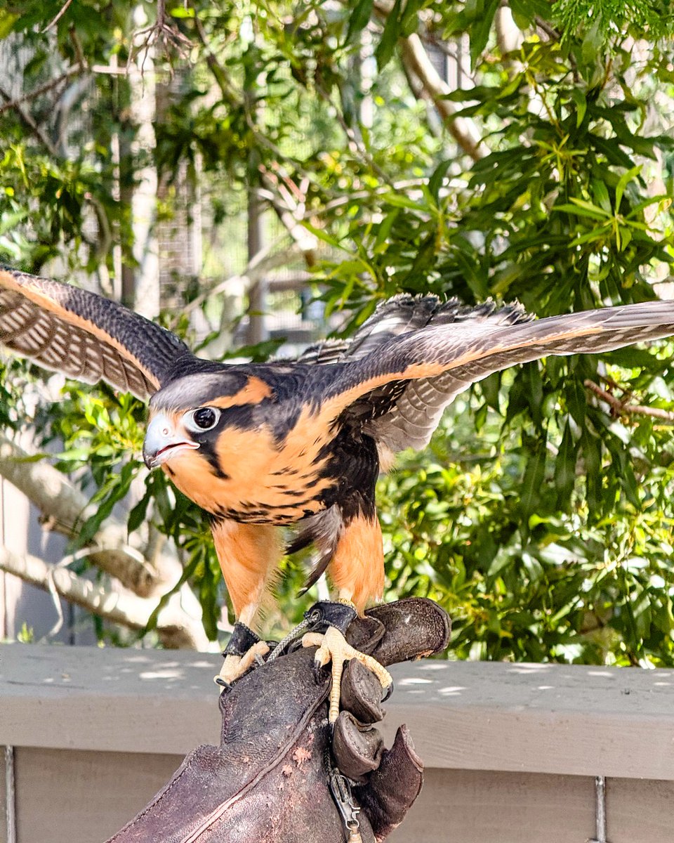 Introducing our newest feathery friend to the Falconry Center! She is a stunning Aplomado Falcon weighing less than a pound and only four months old. 
 
What do you think her name should be? 🪶