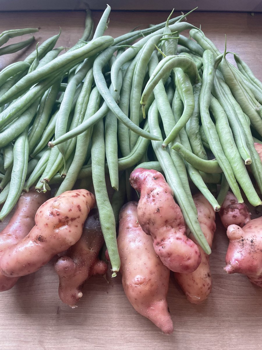 Cobra Beans are just the best! And pink fur potatoes! 😀