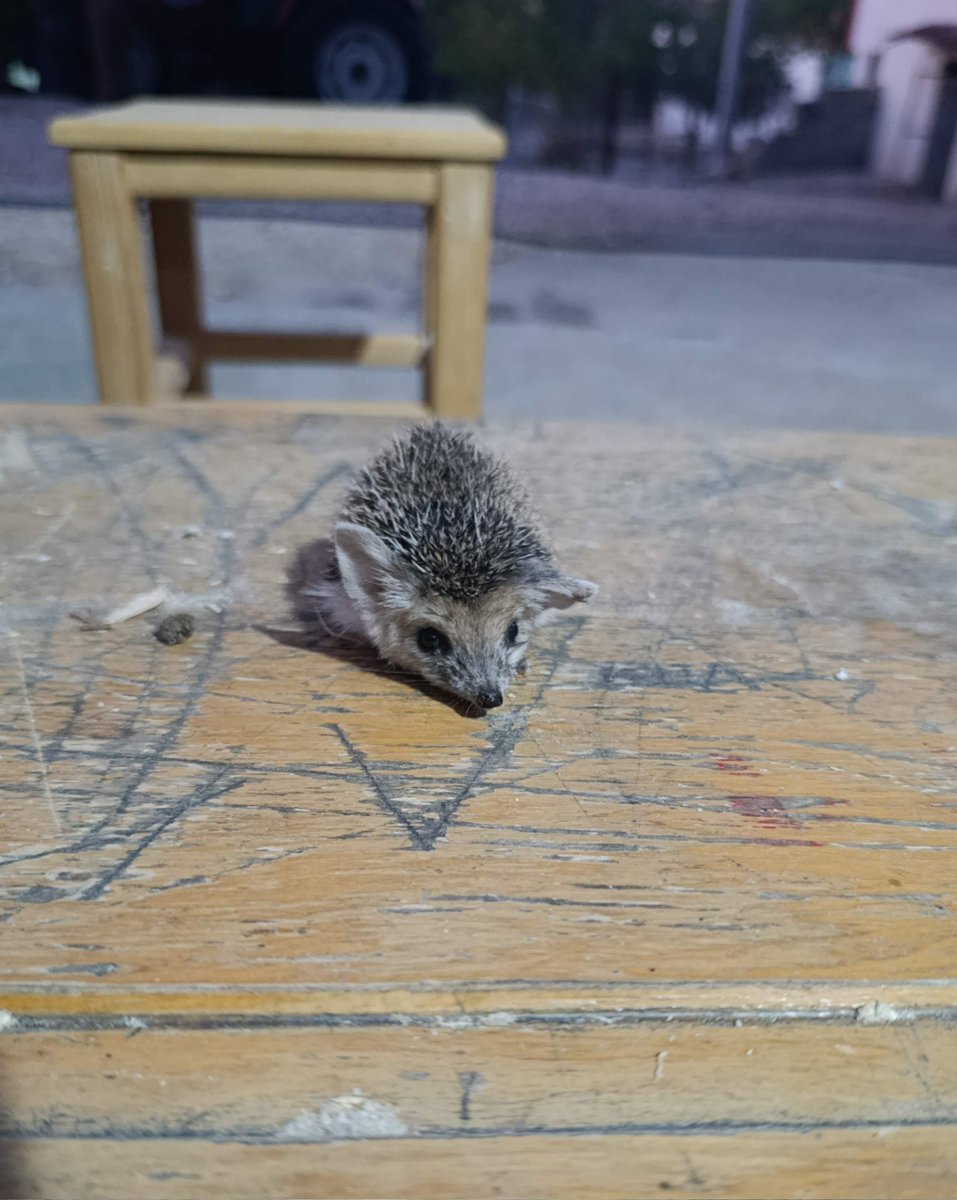 Akşam üstü atölyeme misafirim olarak gelen şu tatlı şeye bakar mısınız? 🙃💐🌹