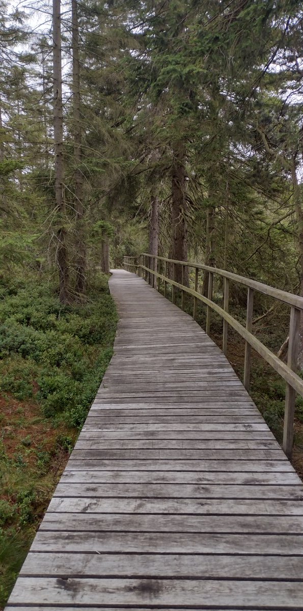 dadofthrud's tweet image. Draußen gewesen. Sachen machen. Hochmoor und so...