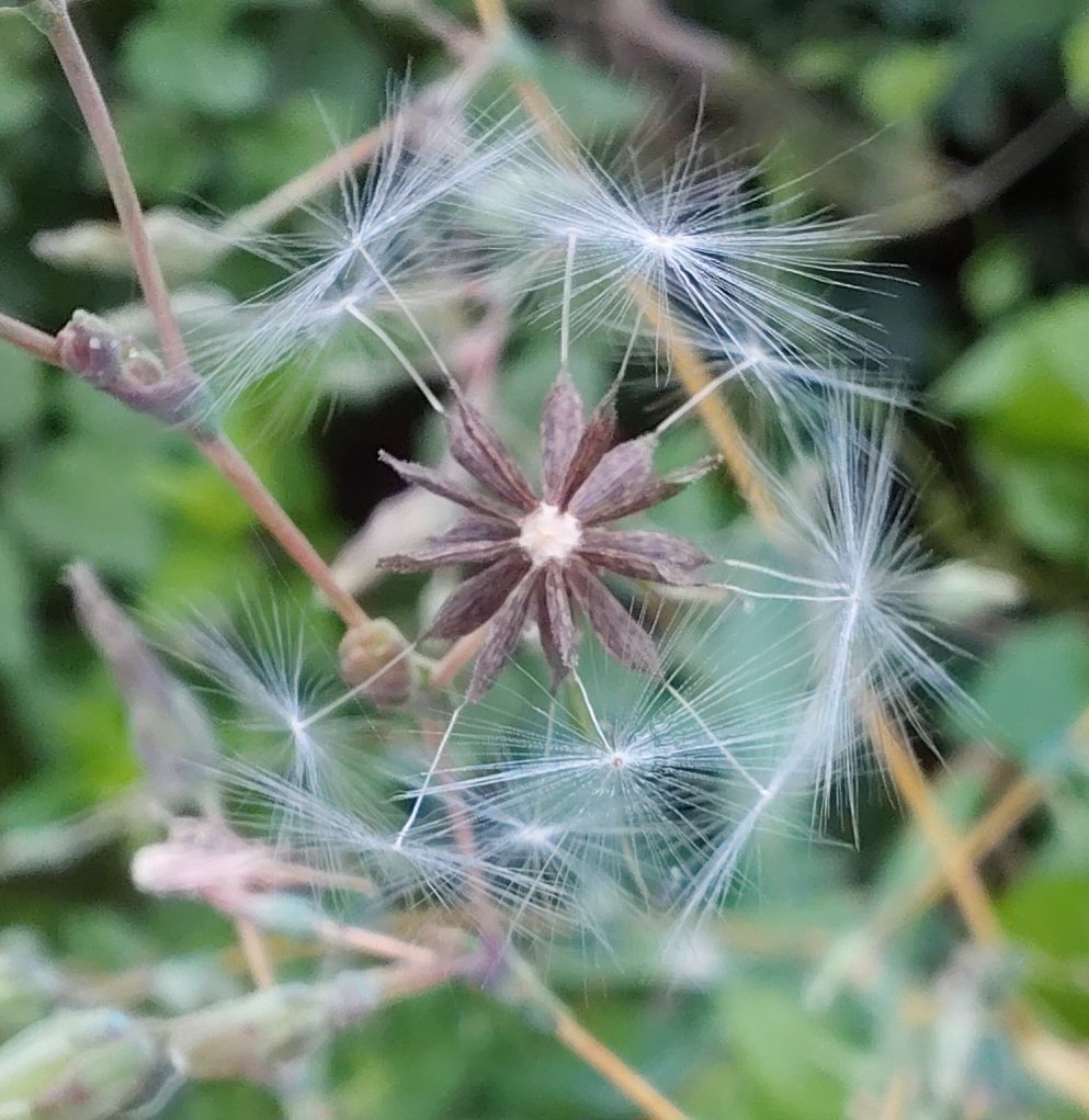 #wildflowerhour
Wildlettuce
