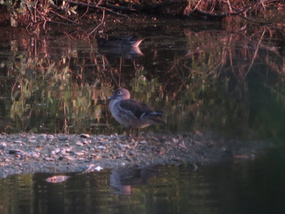 Frampton pools 1 GW Egret 7 Little Egret 5 Teal ad YL Gull 1 Mandarin 2 Wigeon 3 Shoveler 20 Gadwall 24 Tufted Duck 1 ducking 3 Little Grebe 21 Cormorant 3 Spotted Flycatcher 1 Lesser Whitethroat #GlosBirds