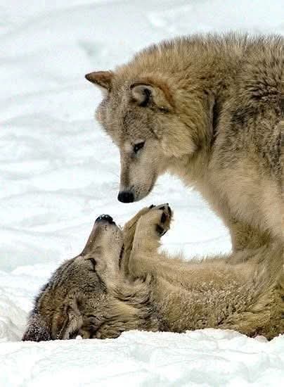 Great Photography.🐺