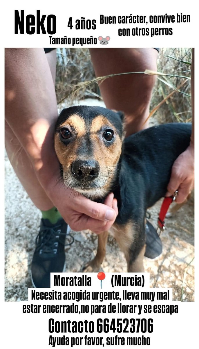 DOGS RESCUE (@dogsrescuec) on Twitter photo 