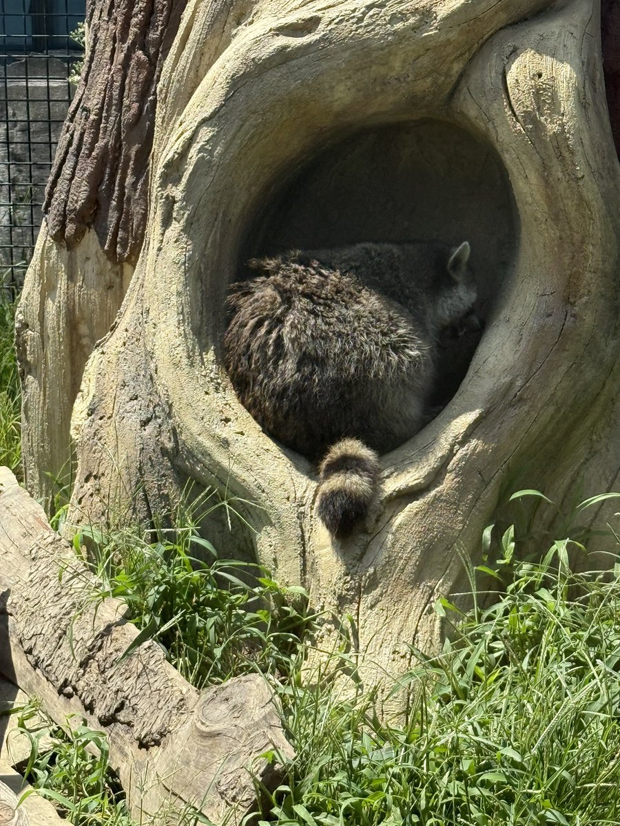 오랜만에 외출했어요…
원냐한테 충무김밥도 보여주고
라쿤 엉덩이도 봤어요