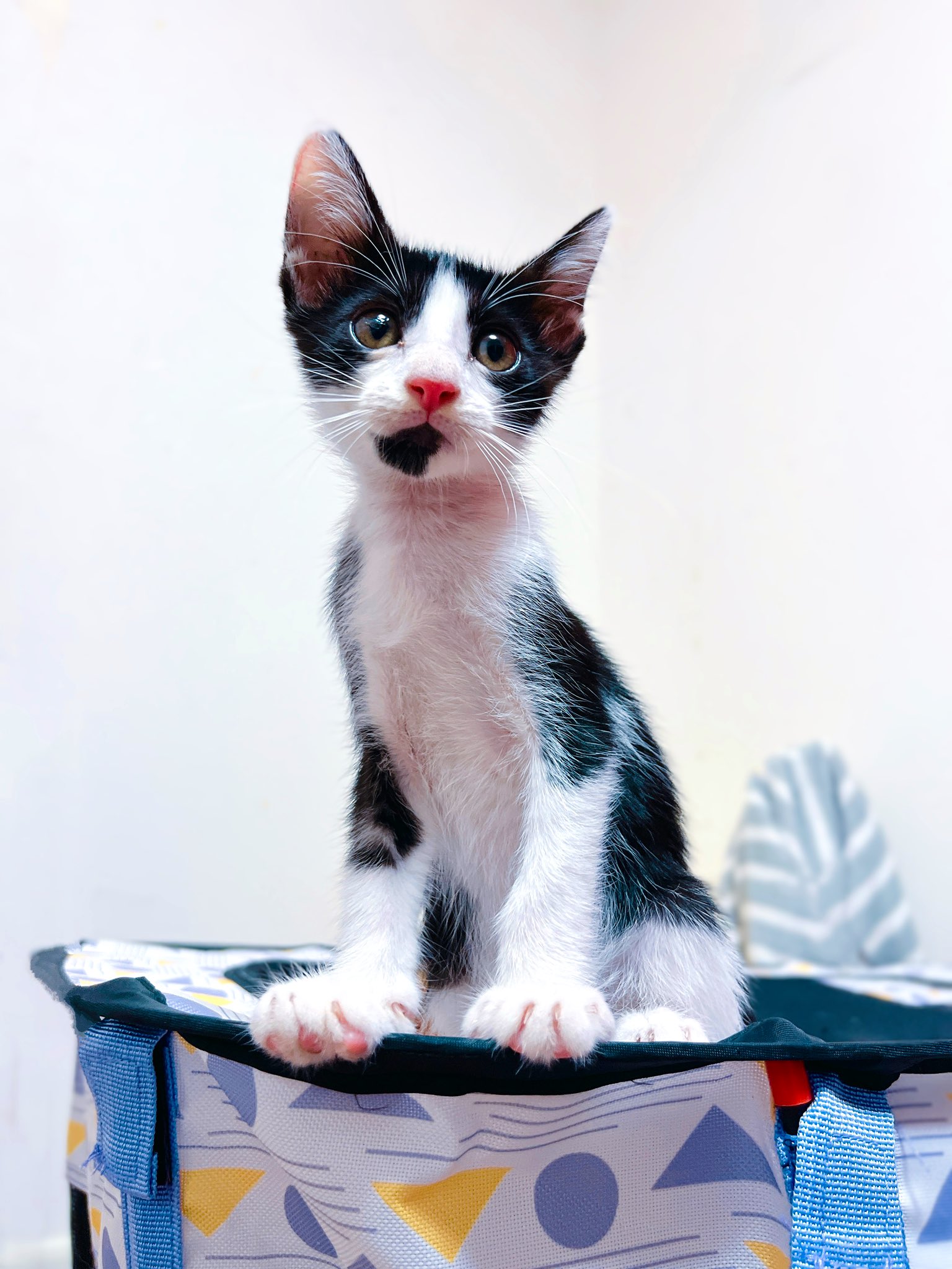 猫野四季＊ on X: 
