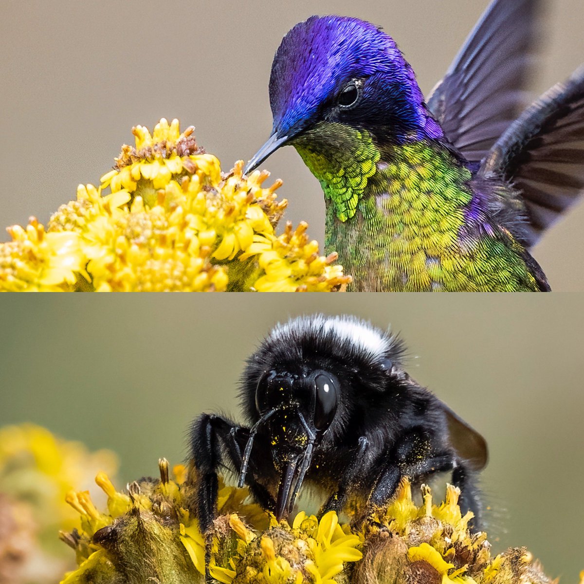 Cada uno, a su manera polinizando la misma flor, la diversidad es la que sostiene la belleza del mundo.