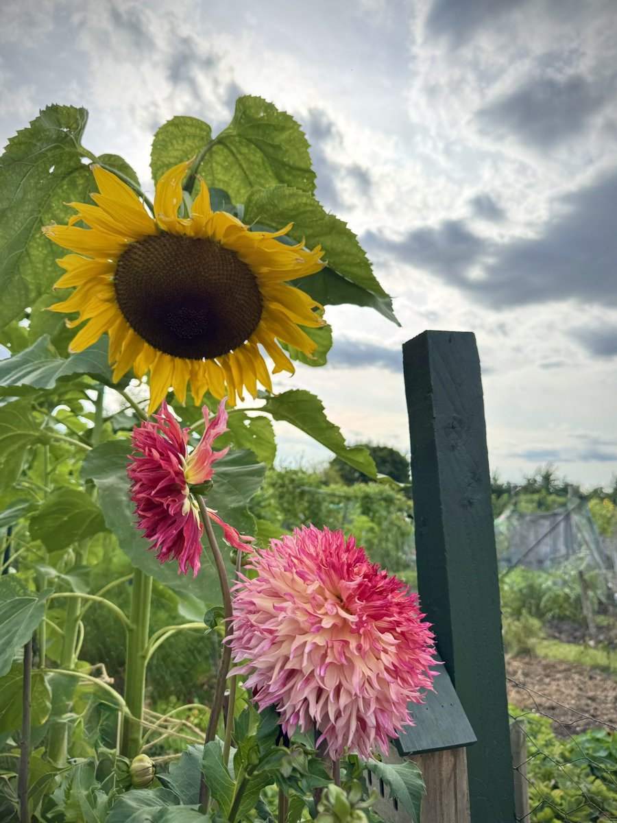 tjd19's tweet image. &quot;oh wow&quot; that&apos;s what a kind lady said as she and her mother stopped by our plot this afternoon...and...our giant sunflower has finally bloomed to watch over Myrtle&apos;s Folly #plot24 👍😊🌻💞