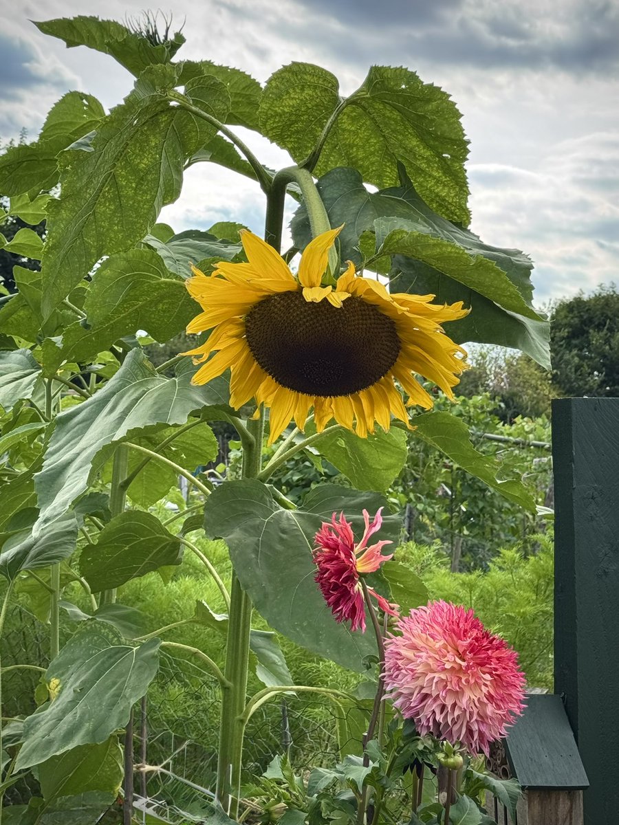 tjd19's tweet image. &quot;oh wow&quot; that&apos;s what a kind lady said as she and her mother stopped by our plot this afternoon...and...our giant sunflower has finally bloomed to watch over Myrtle&apos;s Folly #plot24 👍😊🌻💞