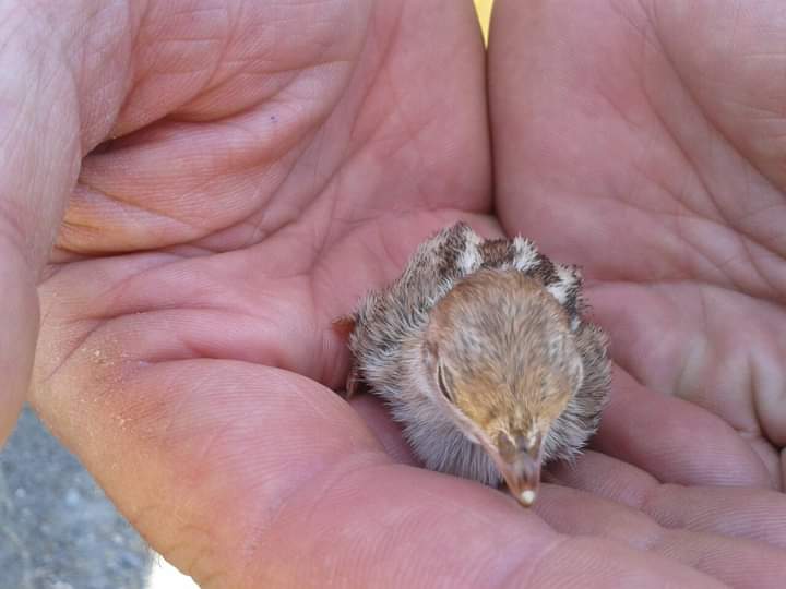 Cuando ves algo tan indefenso y hermoso, como este pollo de perdiz entre las manos de un compañero, que lo ha rescatado antes de ser víctima del fuego… Es cuando te preguntas, ¿cómo es posible que en el 90% de los incendios esté detrás la mano del hombre? Ayúdanos a evitarlos...