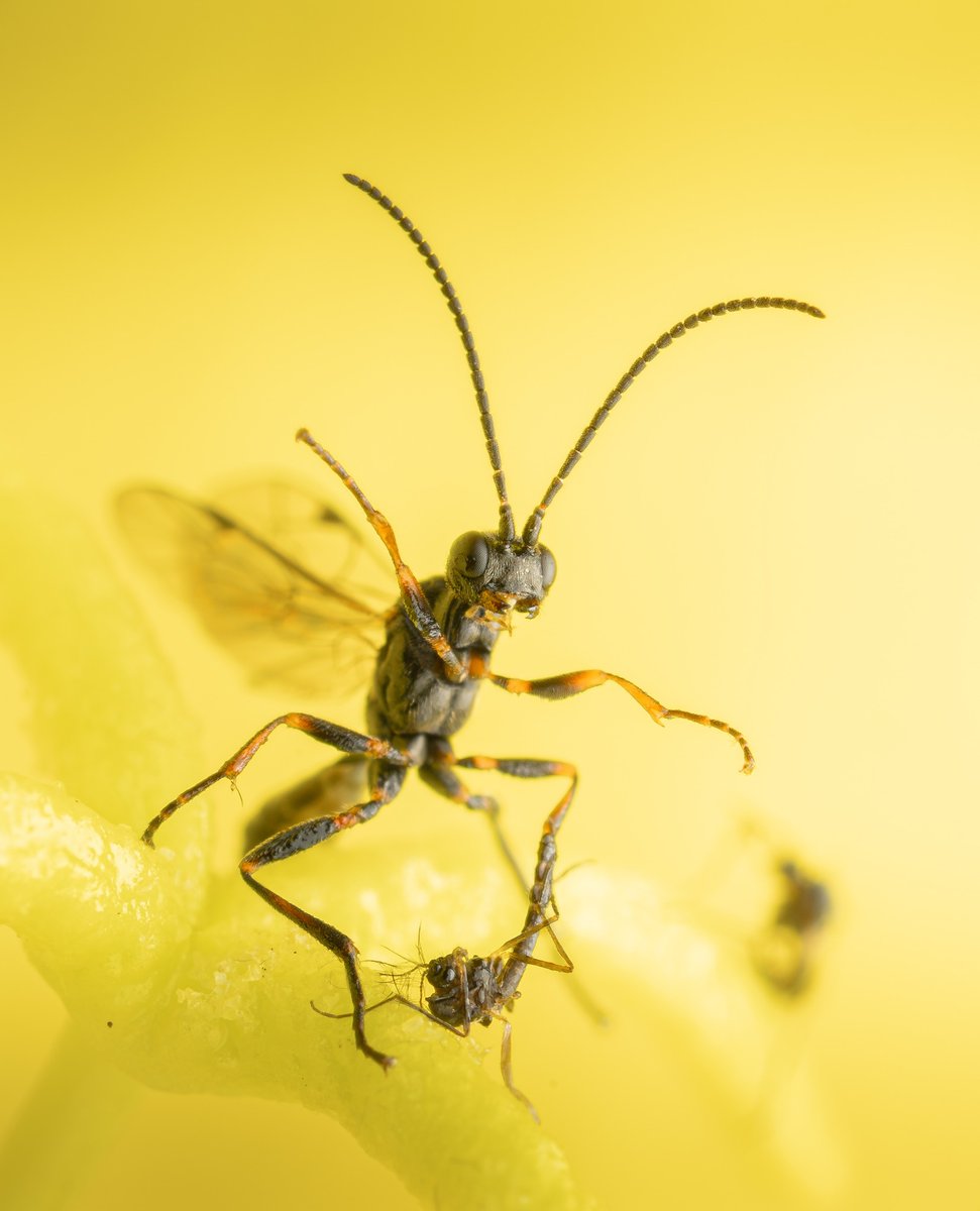 Say cheese! 📸😂✨

Fantastic image by member Mick Cummings @mickc_photography 👏

f/8 - 1/100 sec - ISO 200
Godox V860iii flash, Ak Diffuser, 10fps burst mode

Want to learn #macrophotography? Get the course here, now with 20% off ➡️ theschoolofphotography.com/courses/macro-…