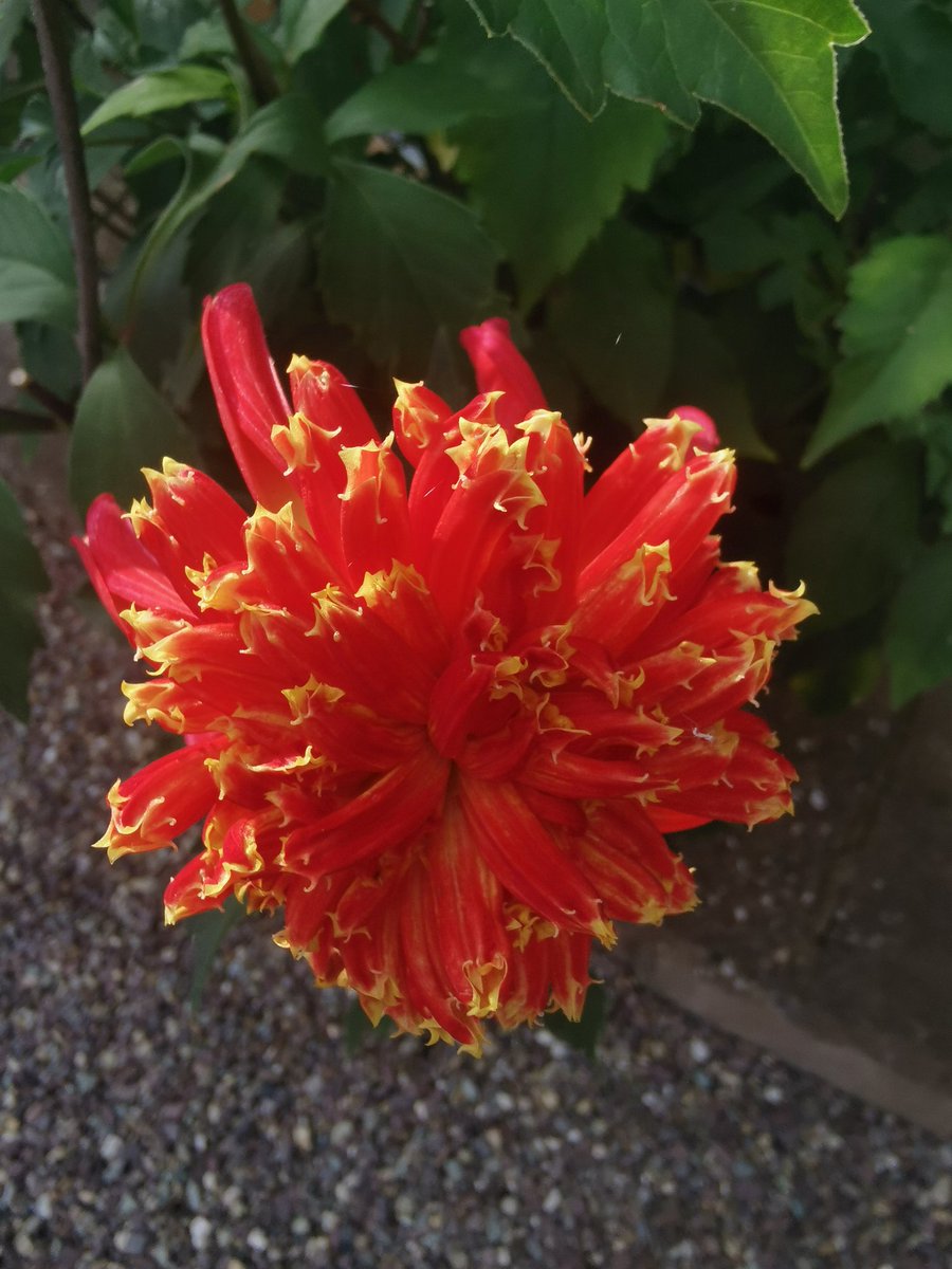 Veronica Sabrese tweet media