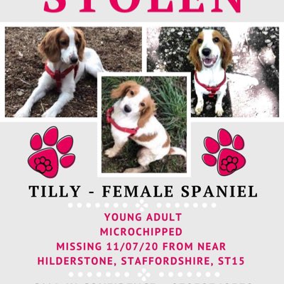 rosieDoc2's tweet photo. #NewProfilePic
#StolenDogHour
Tweeting tonight 8-9pm for LOST/STOLEN PETS LIKE….
TILLY such a pretty YOUNG girl at the time - WHAT A FIND EH??
11/7/20 was the last time her family held her - #Hilderstone #ST15
DONT FORGET HER
https://t.co/uUvuZgAHGm https://t.co/nCtsnJftcq