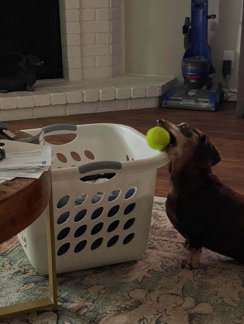 rhuntington3's tweet photo. My ball is about to be stuck… #ballislife #lifeisball 🎾 #dachshund #chocolateandtandachshund #instadachshund #ilovemydachshund #dachsundsofinstagram #longdogcrew #instadog #ilovemydog https://t.co/XseLjI0BJK https://t.co/ozxU0656L4