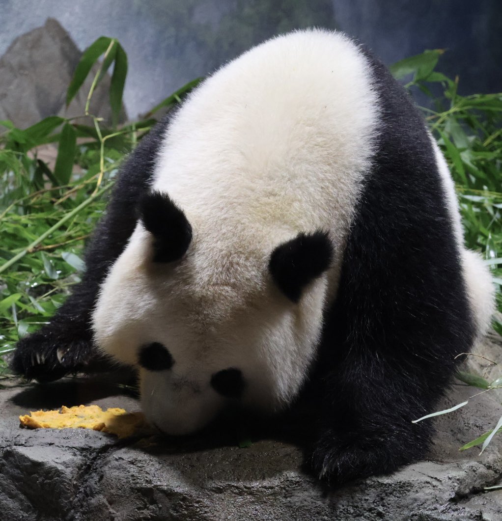 Qing Bao got a lot of baked sweet potatoes this morning-on the rock work and on her mirror. <a href="/PookieDigi4Ever/">OddBeardieCouple</a> <a href="/Linty64/">Lynne T</a> <a href="/dieth001/">Brenda</a> <a href="/Doralovesbears/">Dora</a> <a href="/LoveofPandas1/">Love of Pandas</a> <a href="/CharmCityPanda/">CSBaltimore</a> <a href="/BaoLiPanda/">Bao Li</a> <a href="/BeiBeiPanda3/">Bei Bei Panda</a> <a href="/pinkypanda0823/">Princess Pinky 1st of Her Name & Mother of Pandas</a> <a href="/GrandMeiXiang/">Mei Xiang Tian</a> <a href="/tiantianpanda97/">Tian Tian</a> <a href="/zhiluniannian/">知路パンダ旅</a>