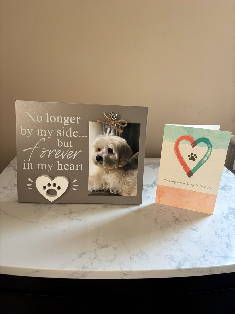 Good afternoon and Happy Sunday, friends! A huge THANK YOU to <a href="/mommasboymushu/">Angel Mushu😇🌈, Zinny🖤, Winny💓</a>  Zinny, Winny, Lucy and Momma Mitzi💕for the beautiful plaque in Carly’s memory❤️💔🕊️🌈 I cried, of course🥺 I will treasure it forever! THANK YOU so much!♥️♥️