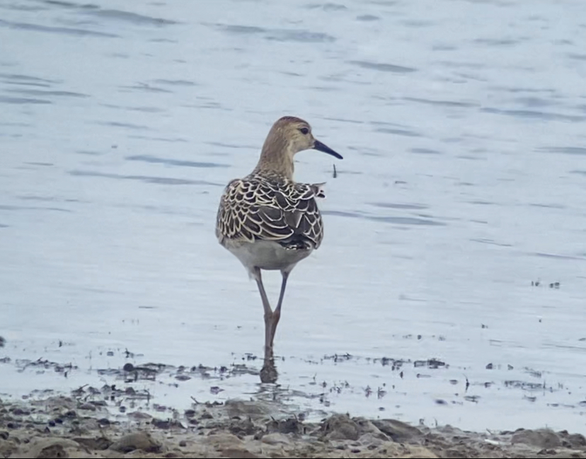 Grey heron galore at Belvide today with 51 present, also 8 GE &amp; 19 LE. L Scaup, Garganey still. 4 Grn 1 Red Shank. A Ruff dropped in. 3 RP 1 Dunlin 10 Com sand. Spot fly towards the West end. 3 Redkite. 2 Siskin over. Hawks ridge produced 4 Stone &amp; 1 Whinchat. <a href="/WestMidBirdClub/">West Midland Bird Club</a>