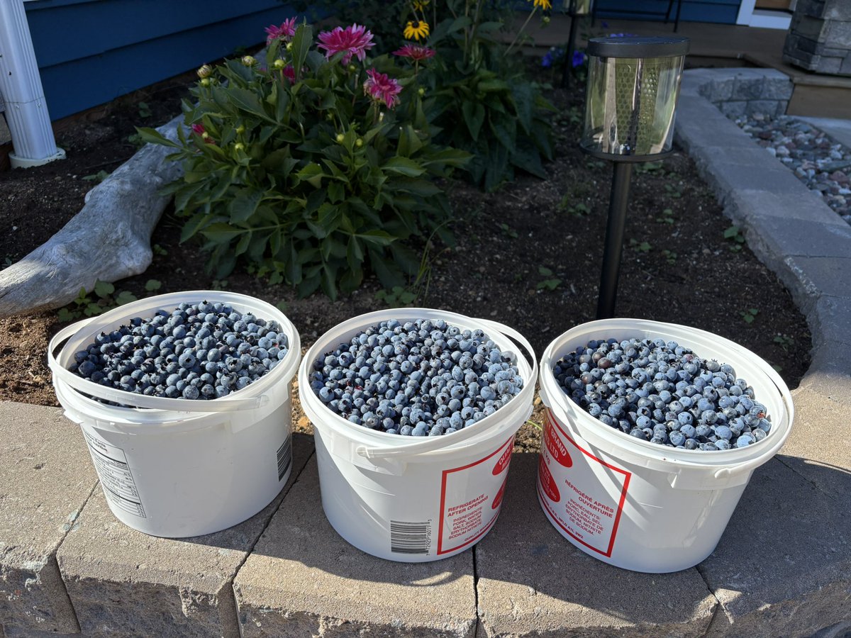 It’s blueberry season in Newfoundland We filled our buckets!! 🫐