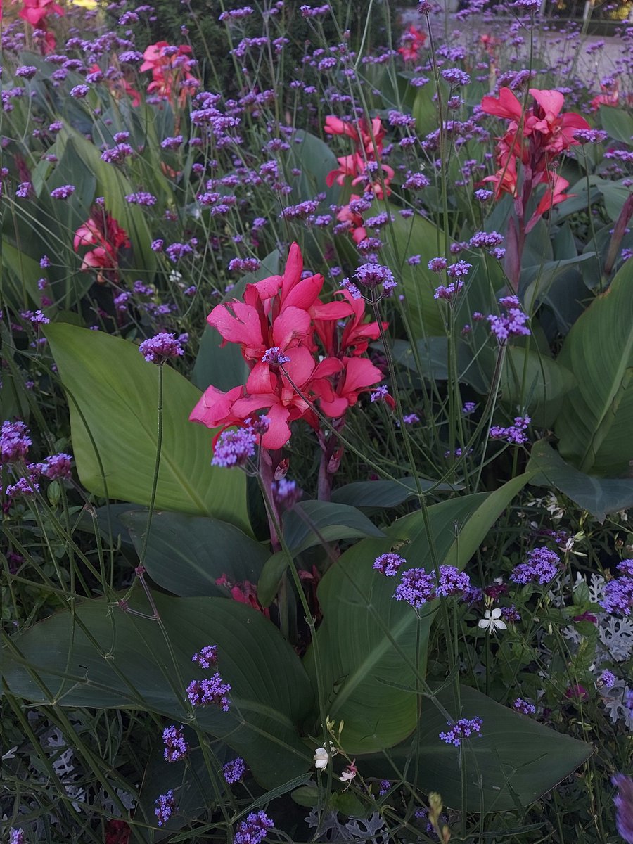 a little walk for mental health💐🫀