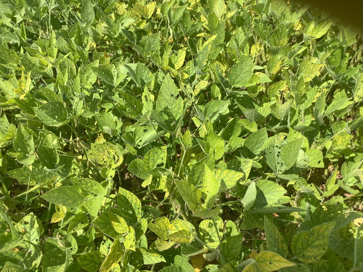 The XAG P100 Pro isn’t just for spraying—it scouts too.
🪲 Bean leaf beetle feeding
🦠 Bacterial pustule
🧪 Manganese deficiency
Late-season scouting = smarter future decisions. Keep walking those fields! 🚶‍♂️🌱
#AgTech #Soybeans #CropScouting #XAGAg