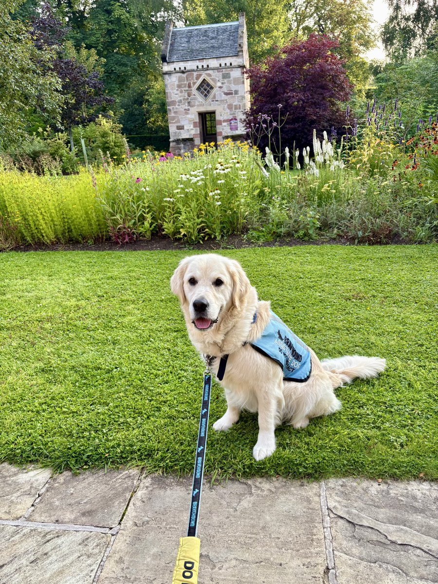 lyn_golden's tweet image. #Dovecot #dove #doves