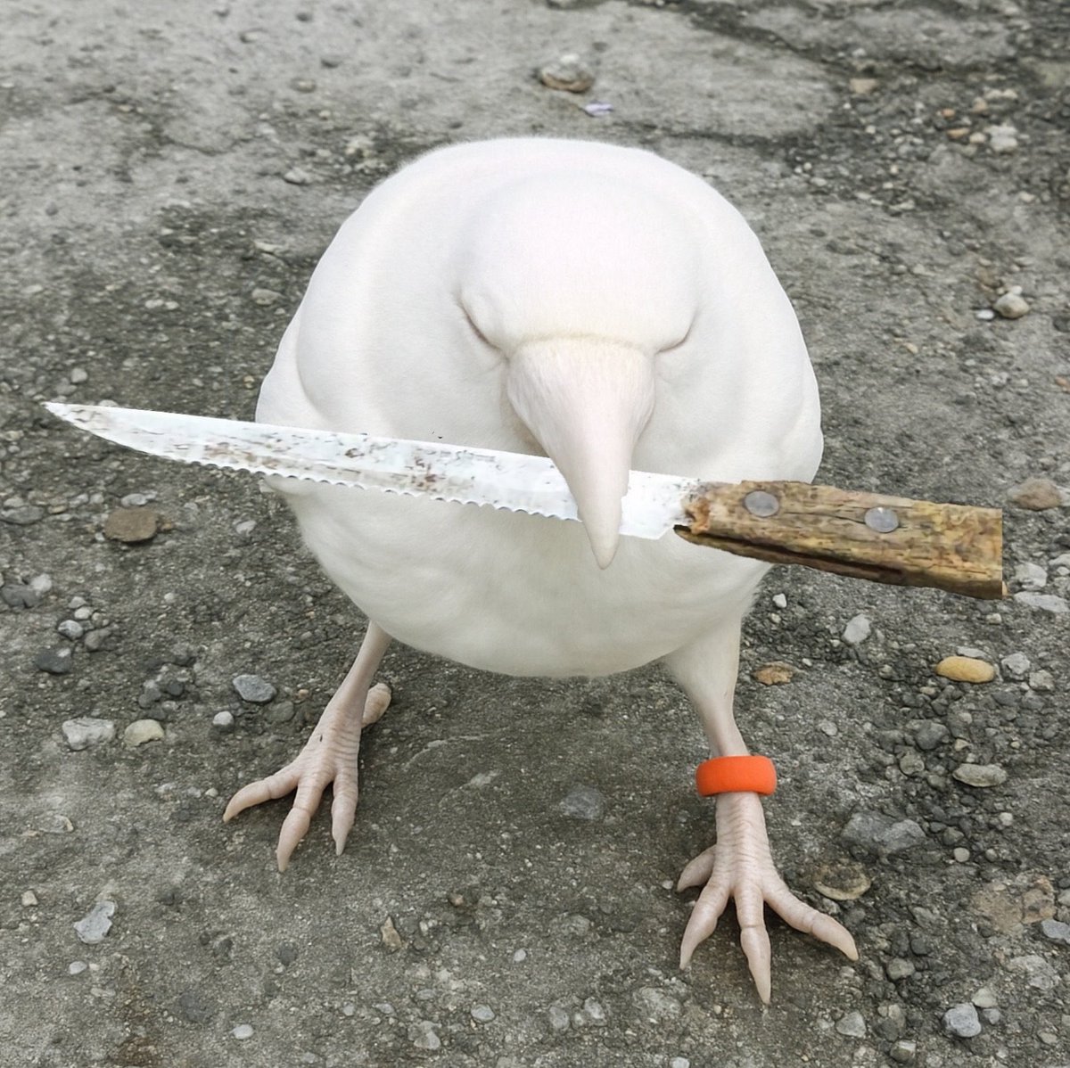 Georgiev2177's tweet photo. @digijointz crow with knife https://t.co/0rXygnTfIC