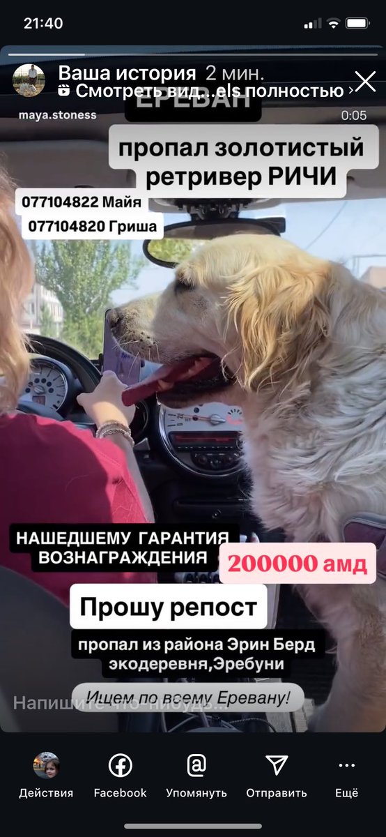 Ереван! 🆘🛟
С передержки пропал ретривер Ричи, ищем везде