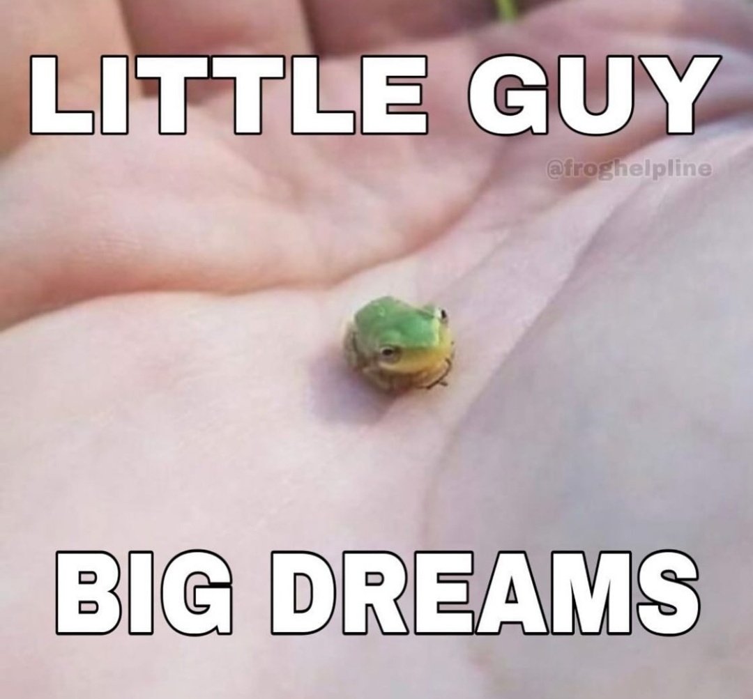 No Context Frogs (@nocontextfrogs) on Twitter photo 