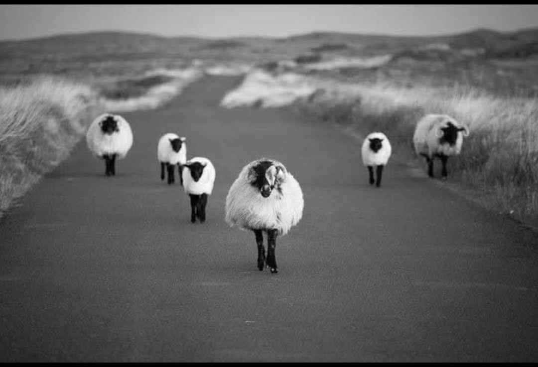 Non tutte le pecore sono uguali. 

Pecore rivoluzionarie irlandesi.

(Fotografo sconosciuto)