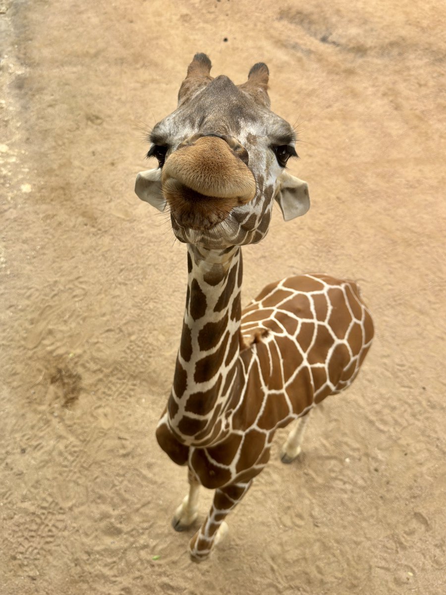 SanAntonioZoo's tweet image. It’s National Waffle Day! Please give us your thoughts on Waffles below