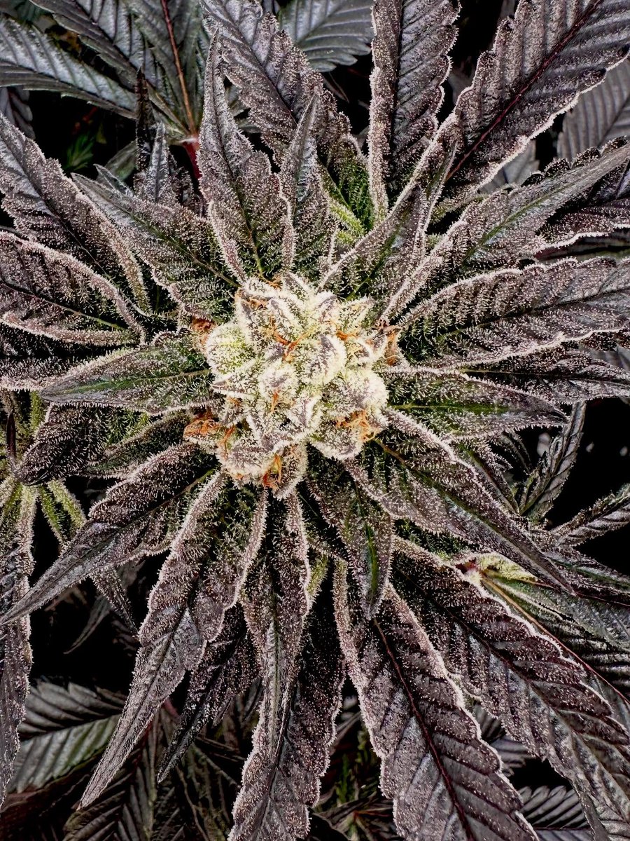 Certified banger x Trauma bx1 - Brain Banger! doubled down on that candy terp to just blow your minds.