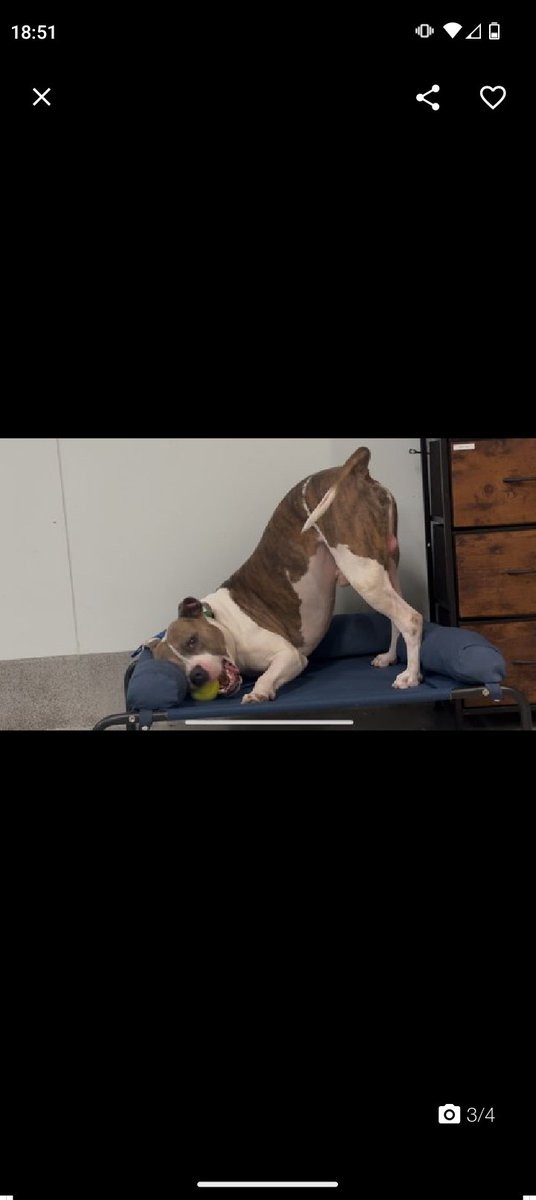 samj_jane's tweet image. 🐶 #Adoptme New intake Bryson 4yrs 234130 #QACC 
Meet Daft lad Bryson 🥰 as u can see from his bio hes a friendly playful boy needs slow intros guidance+lots of love from U he&apos;ll come on leaps n bounds Dm @CathyPolicky #Foster #Pledge 🙏❤️🐶nycacc.app/browse/234130