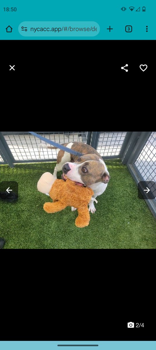 samj_jane's tweet image. 🐶 #Adoptme New intake Bryson 4yrs 234130 #QACC 
Meet Daft lad Bryson 🥰 as u can see from his bio hes a friendly playful boy needs slow intros guidance+lots of love from U he&apos;ll come on leaps n bounds Dm @CathyPolicky #Foster #Pledge 🙏❤️🐶nycacc.app/browse/234130