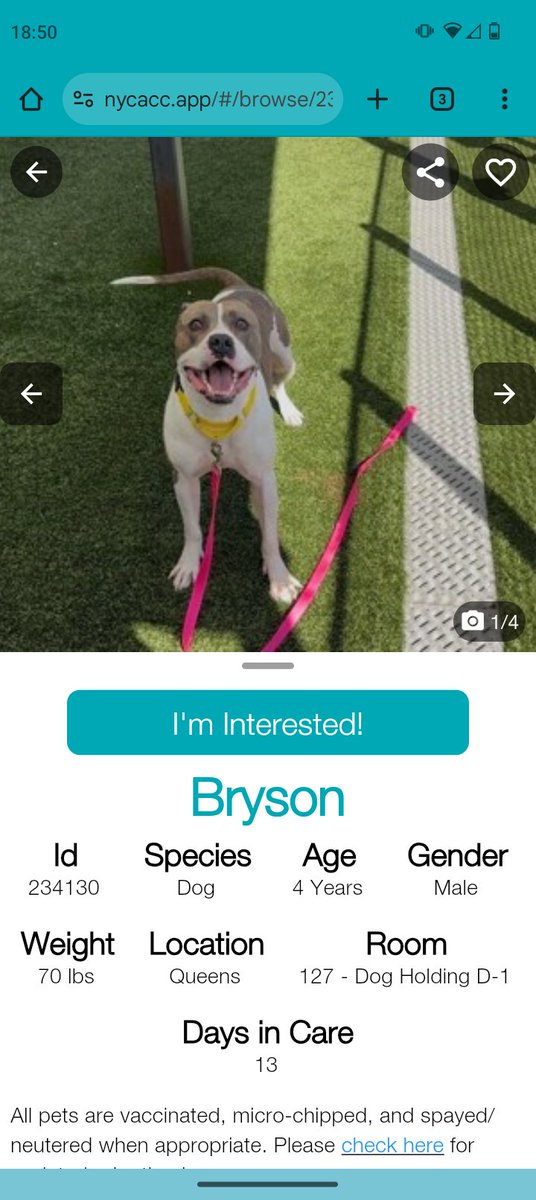 samj_jane's tweet image. 🐶 #Adoptme New intake Bryson 4yrs 234130 #QACC 
Meet Daft lad Bryson 🥰 as u can see from his bio hes a friendly playful boy needs slow intros guidance+lots of love from U he&apos;ll come on leaps n bounds Dm @CathyPolicky #Foster #Pledge 🙏❤️🐶nycacc.app/browse/234130