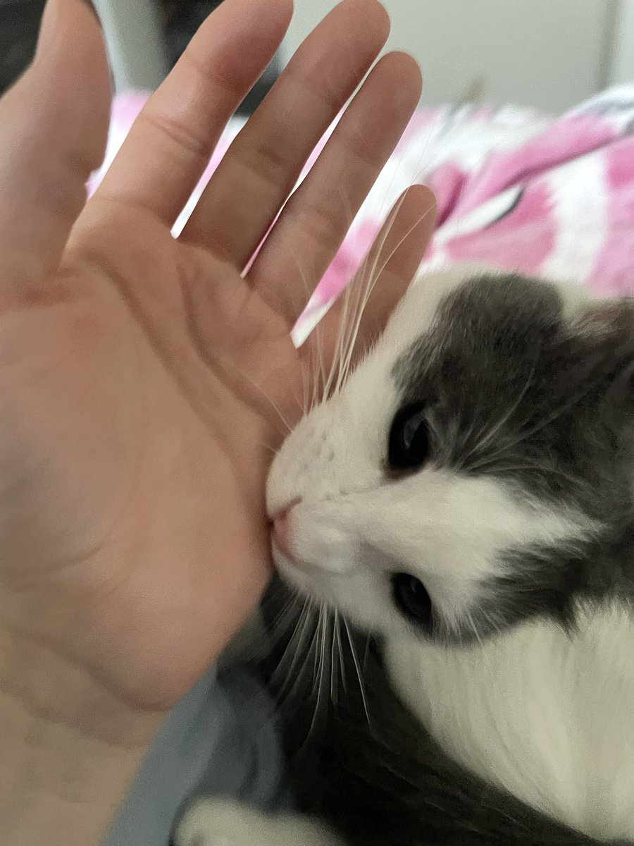 POV you open your eyes to a hangry tonton