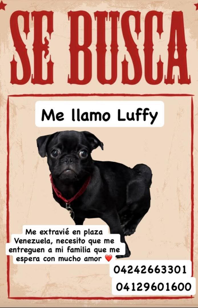 Por favor ayudemos a compartir, se perdió el día viernes por Plaza Venezuela.
