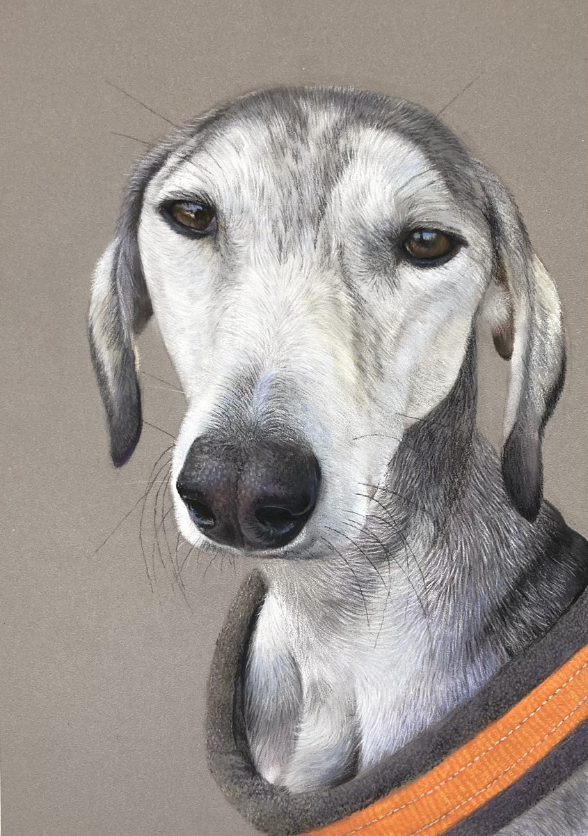 The very characterful "Barney Rubble" a greyhound cross. Sadly a memorial portrait. Hope the piece is of some comfort to his owner, lovely looking pooch bless him.
Pastel pencil and soft pastel on pastelmat, hope everyone's having a lovely weekend🙂. #art #drawing #petportrait