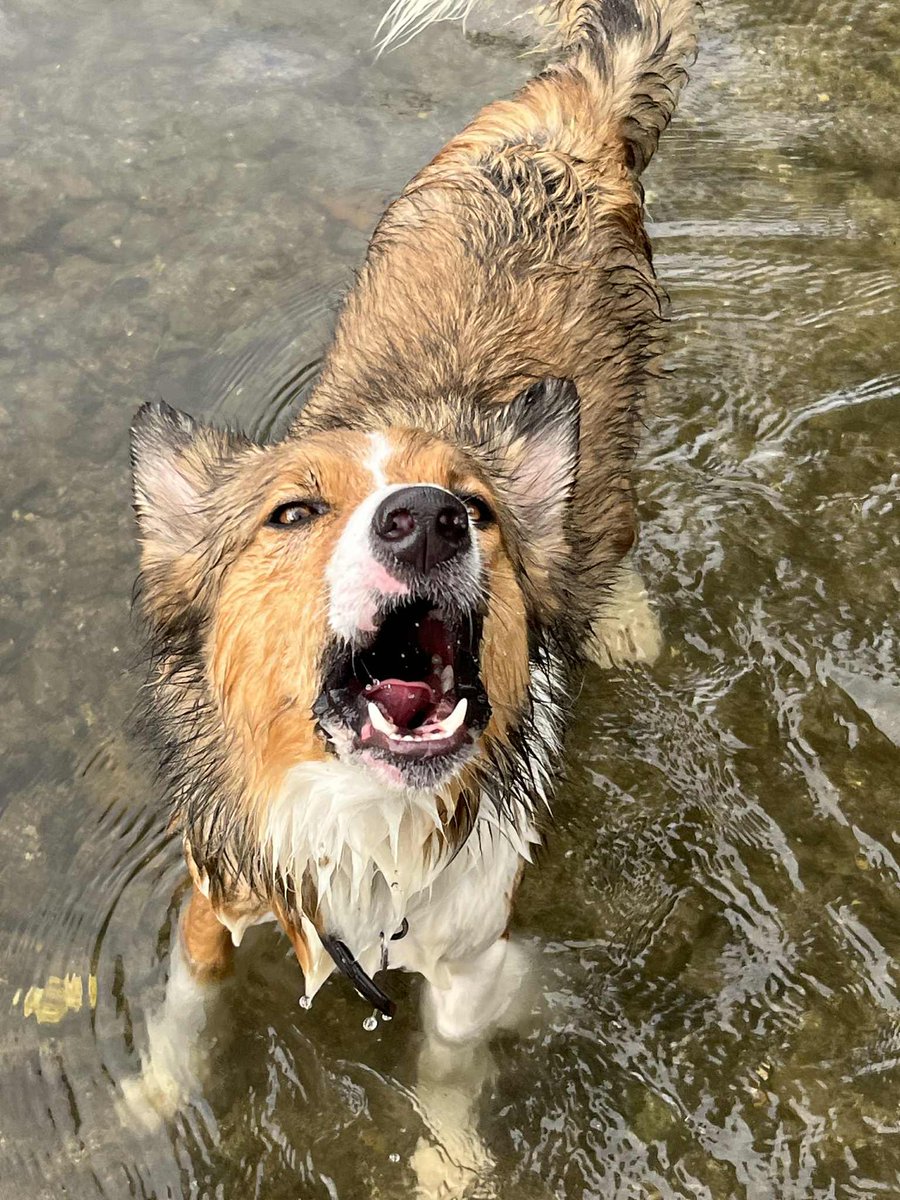This weekend we had frens to visit an one of them was smol pupper’s sista.  Everyone said she was jus like me but I don’t know why 🤷‍♀️ 
#borkborkbork