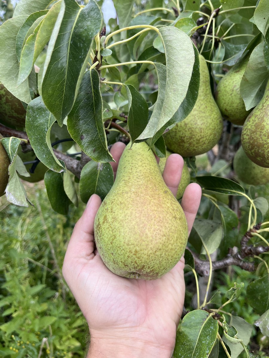 Hanko Blok tweet media